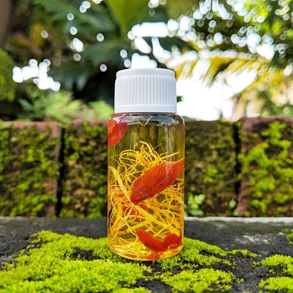 Tentang Manfaat Minyak Bulus Ginseng